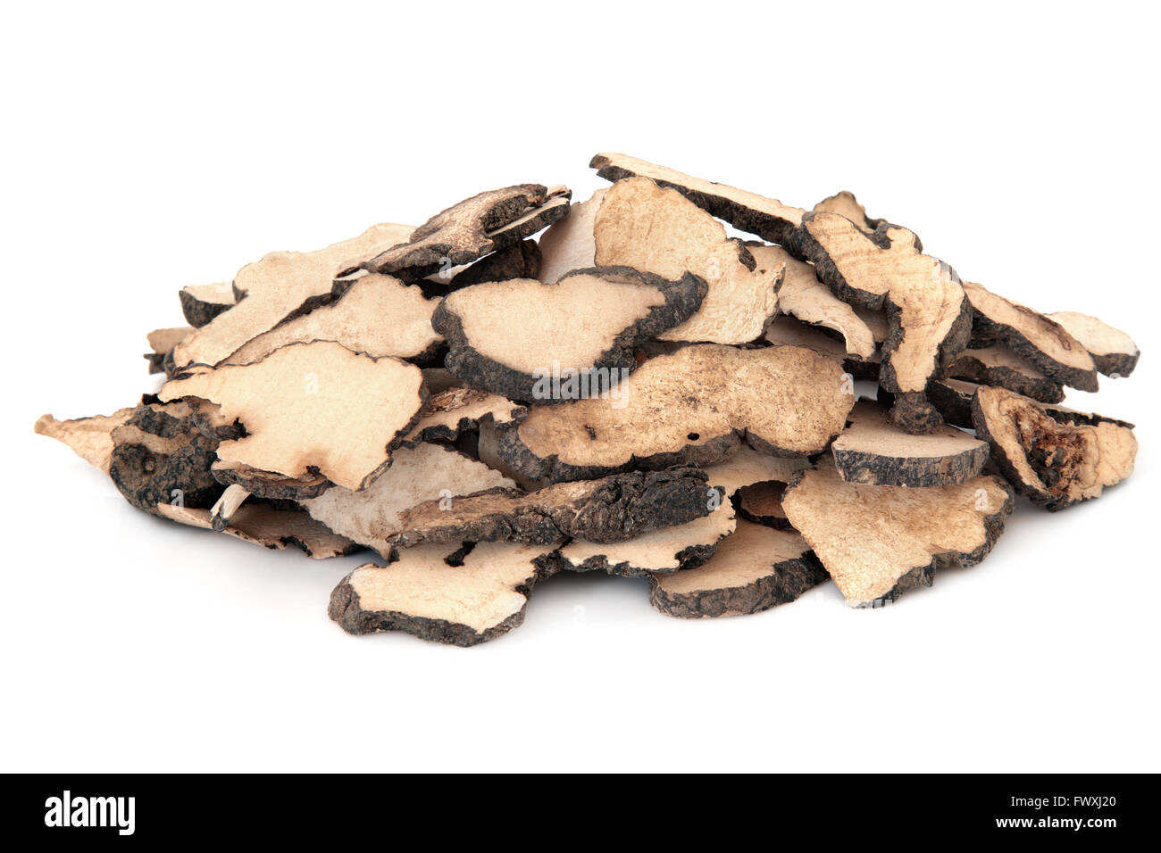 Mushroom fungus used in chinese herbal medicine over white background