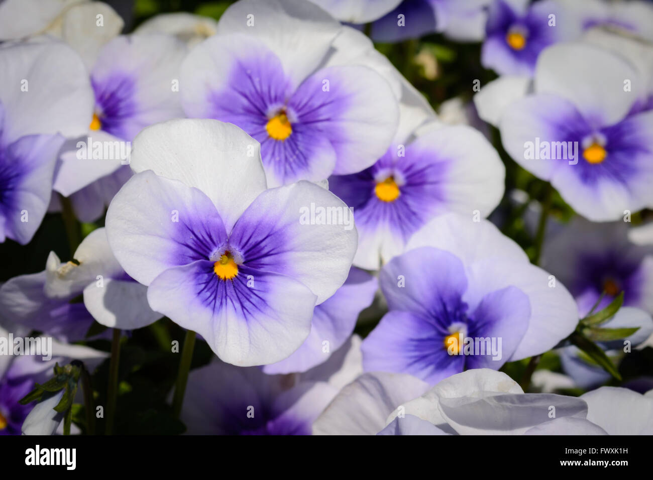Purple and yellow flowers hi-res stock photography and images - Alamy