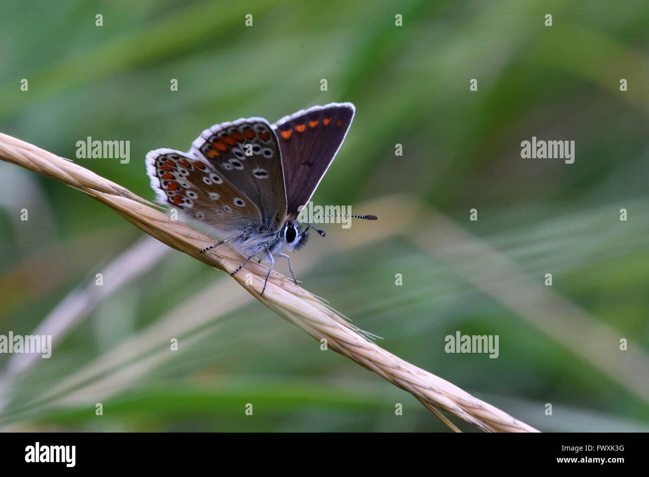 Brown argus (Aricia agestis) at rest with wings open. Delicate brown butterfly in the family Lycaenidae, at rest in a meadow Stock Photo