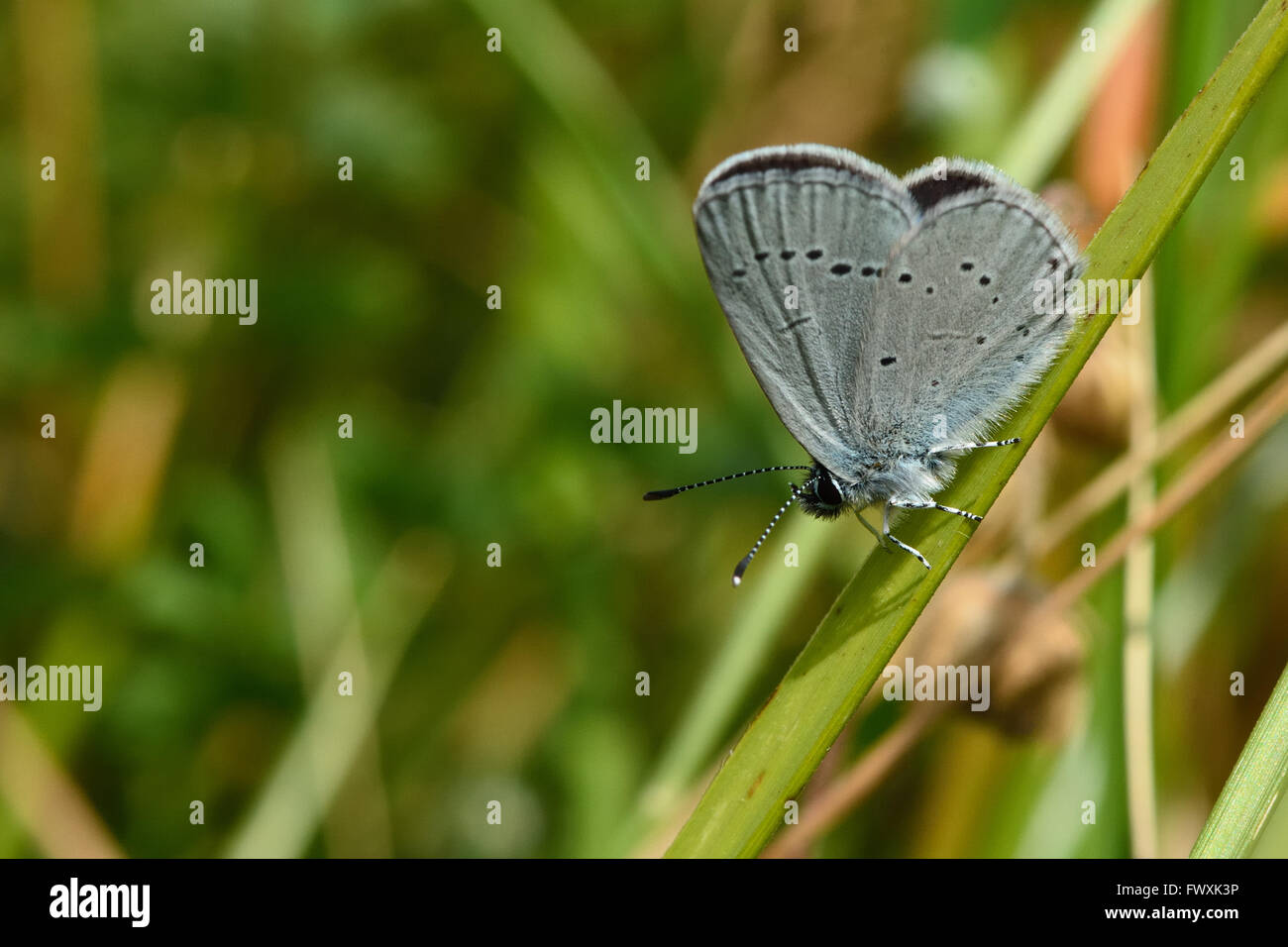Small blue (Cupido minimus) showing underside of wings. Delicate little blue butterfly in the family Lycaenidae, at rest Stock Photo