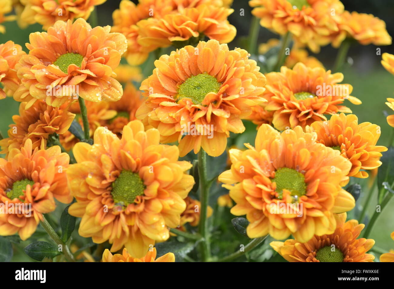 Sherbet orange chrysanthemums hi-res stock photography and images - Alamy