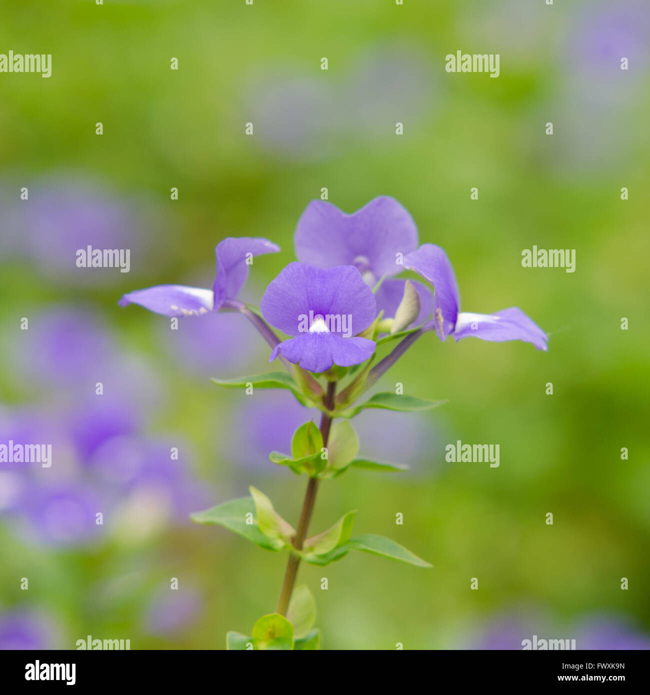 Blue Hawaii flower (Brazilian Snapdraon) Stock Photo