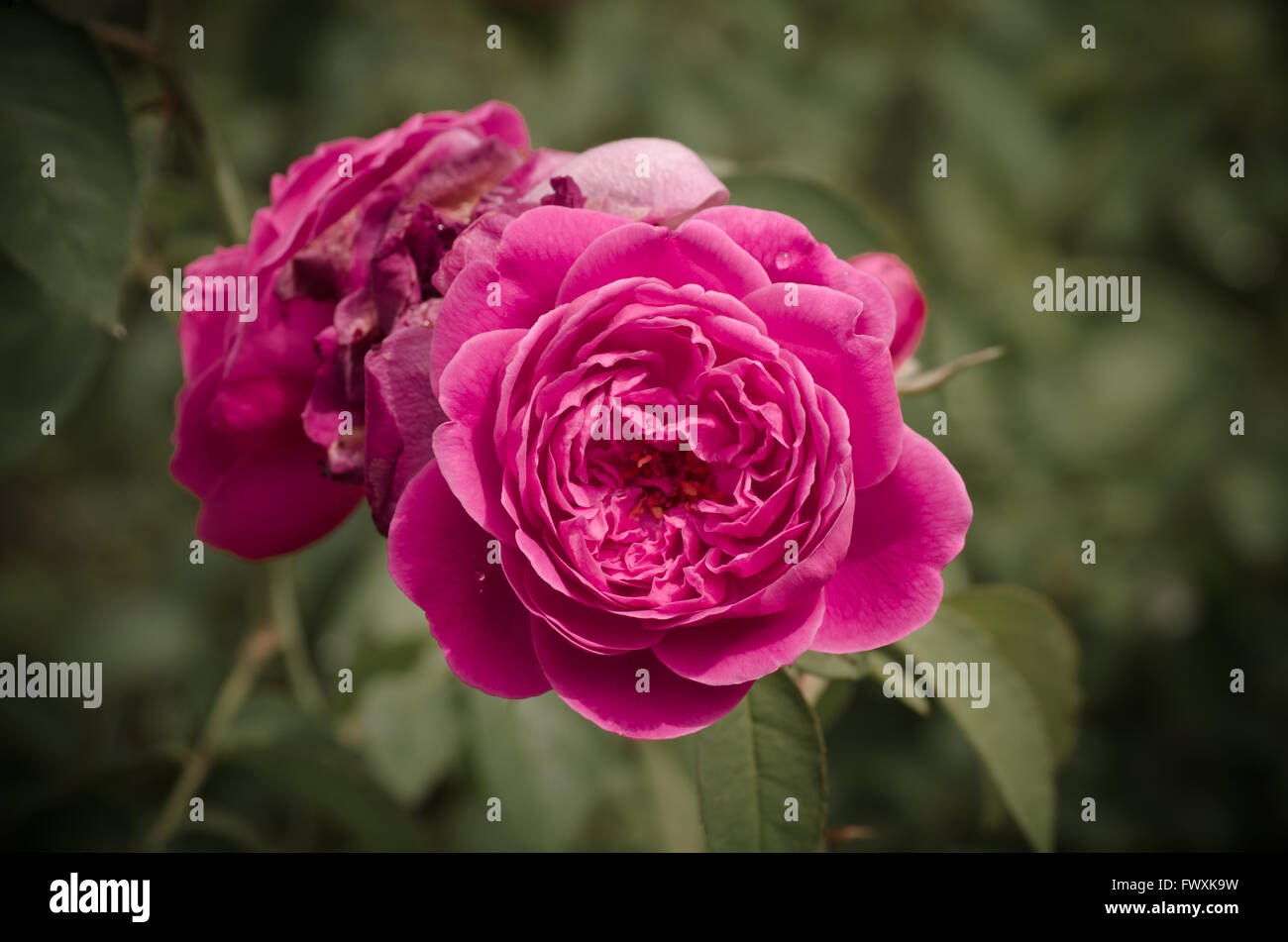 Damask rose, vintage flower Stock Photo Alamy