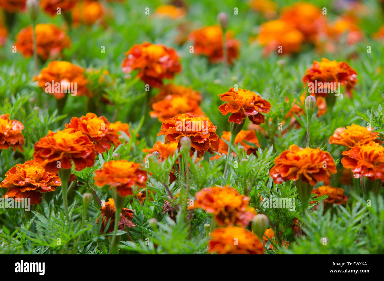 French Marigolds blooming in garden Stock Photo