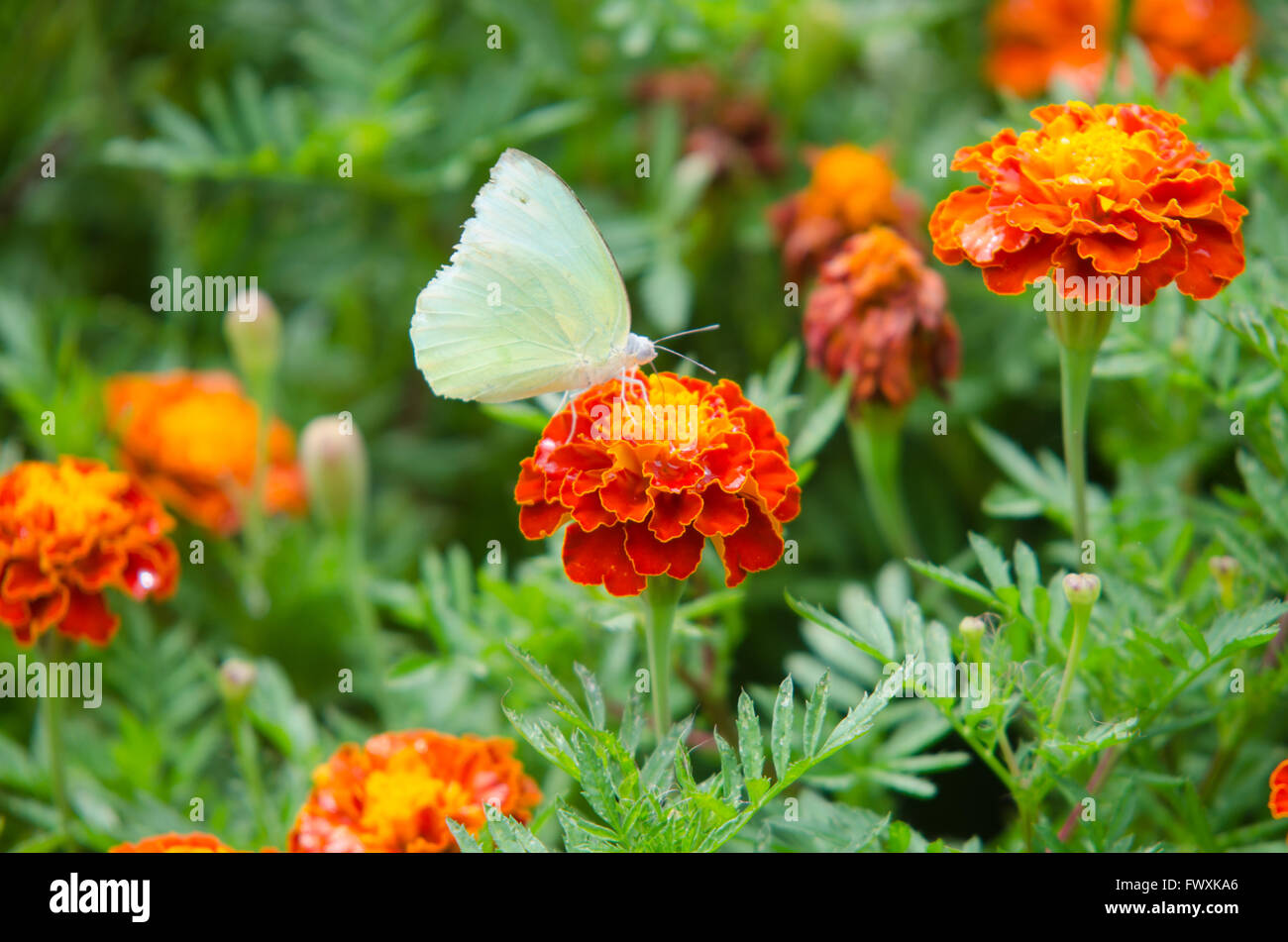 French Marigolds and butterfly Stock Photo
