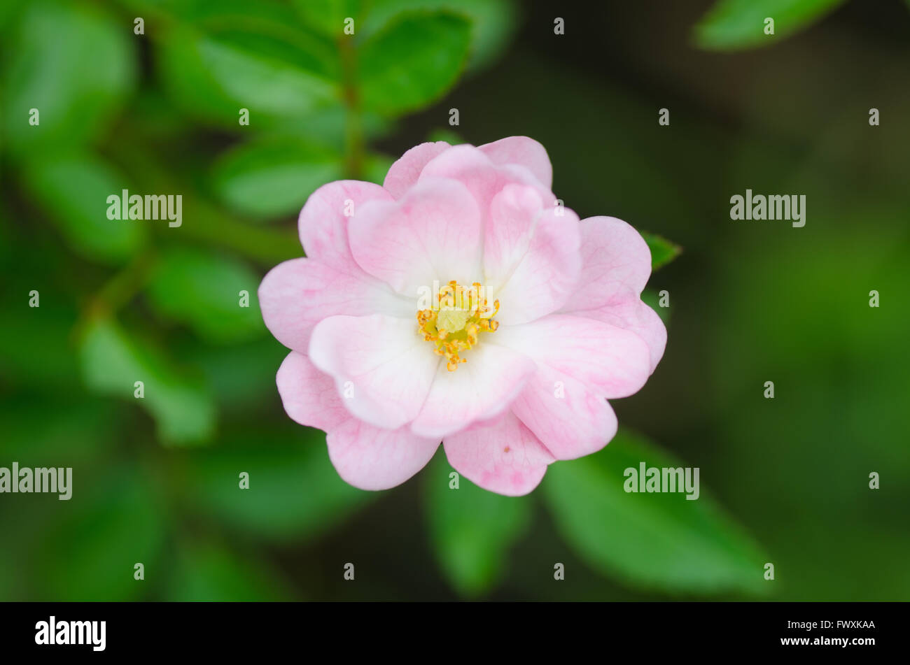 Rose rosa the fairy hi-res stock photography and images - Page 2 - Alamy