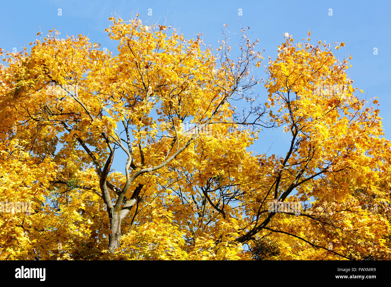 Top of maple tree with yellow autumn leaves on blue sky background ...