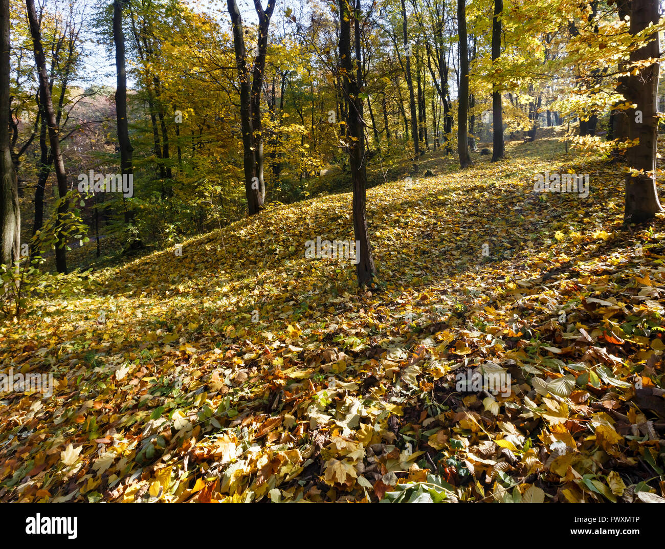 Green-yellow carpet of autumn leaves with shadow of trees in city park. Stock Photo