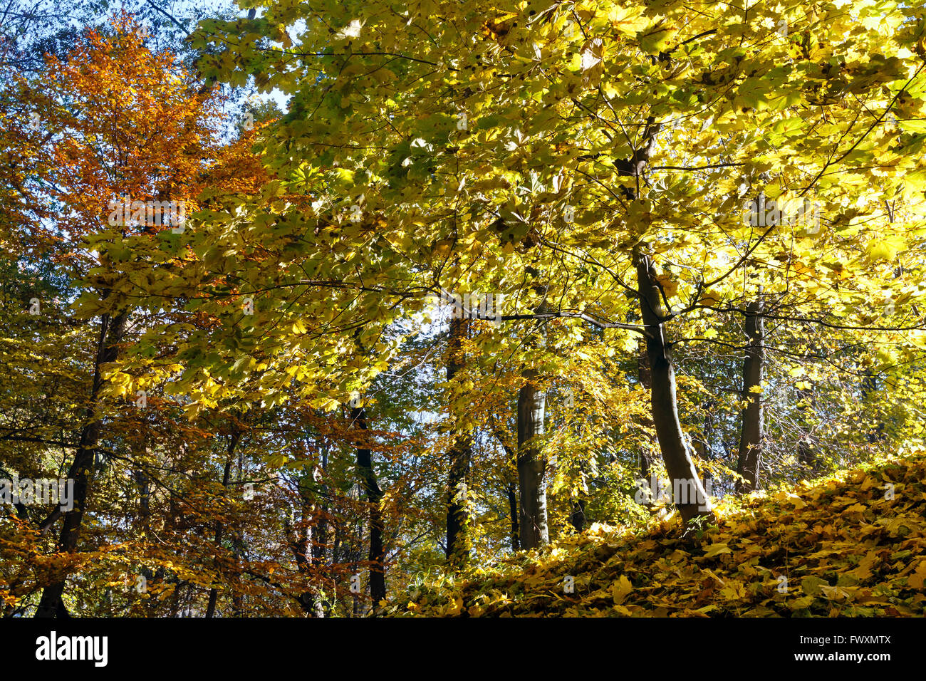 Carpet of autumn leaves on small hill and golden trees in city park. Stock Photo