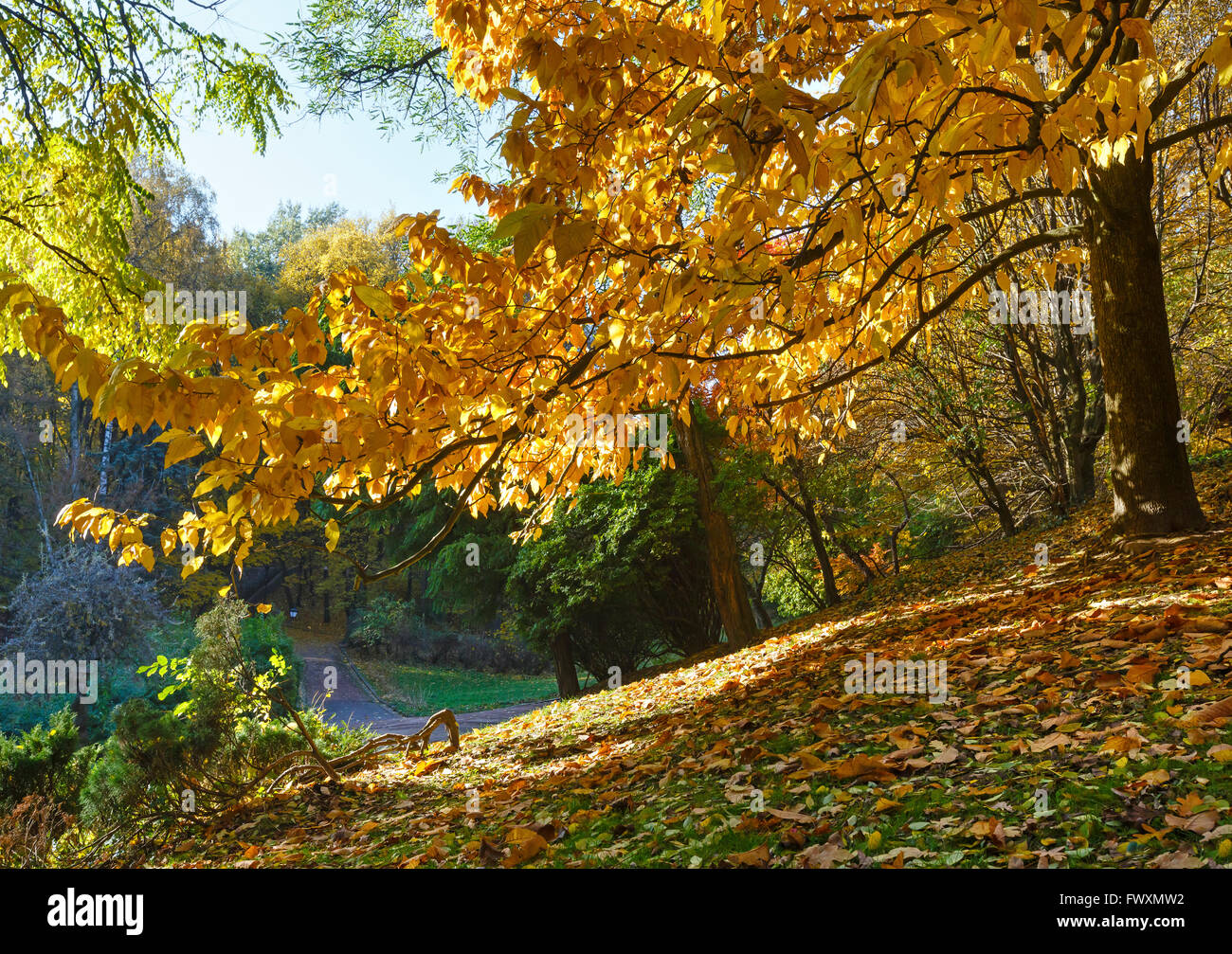 Beech tree twigs with autumn yellow-brown leaves and green grass under him in city park. Stock Photo