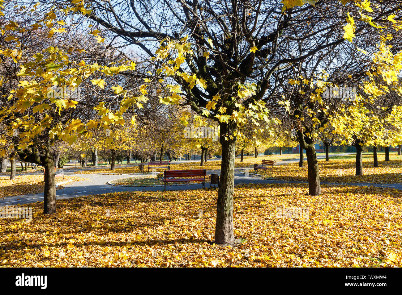 Autumn city park with paths strewn with yellow leaves Stock Photo - Alamy