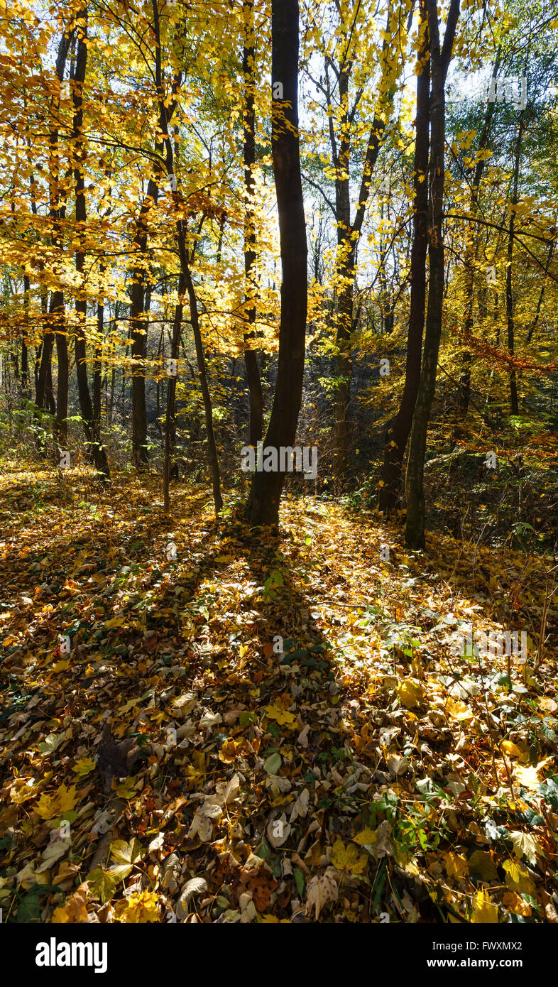 Autumn forest strewn with yellow beech and maple leaves. Stock Photo