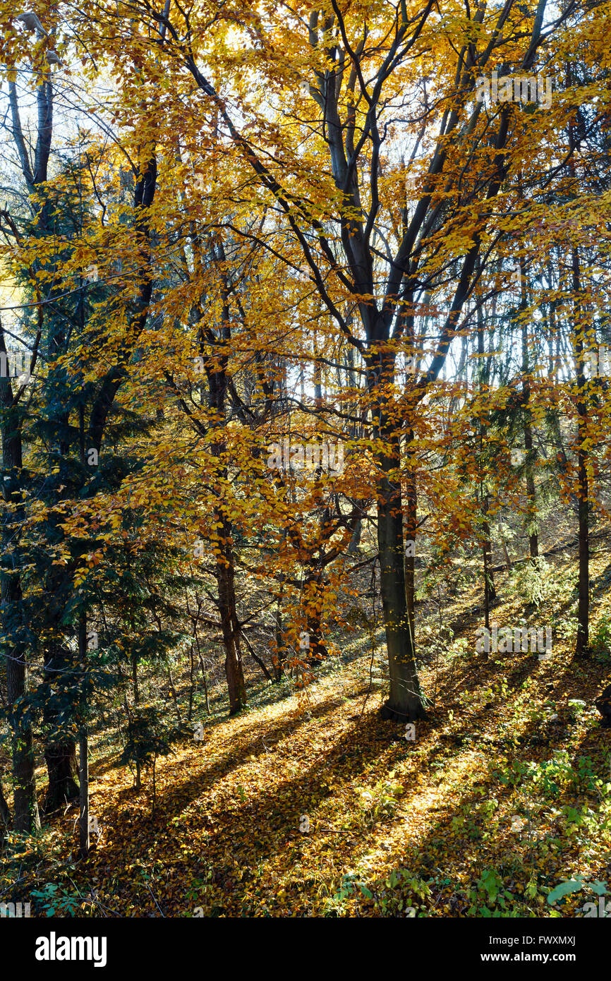 Autumn forest strewn with yellow beech and maple leaves. Stock Photo