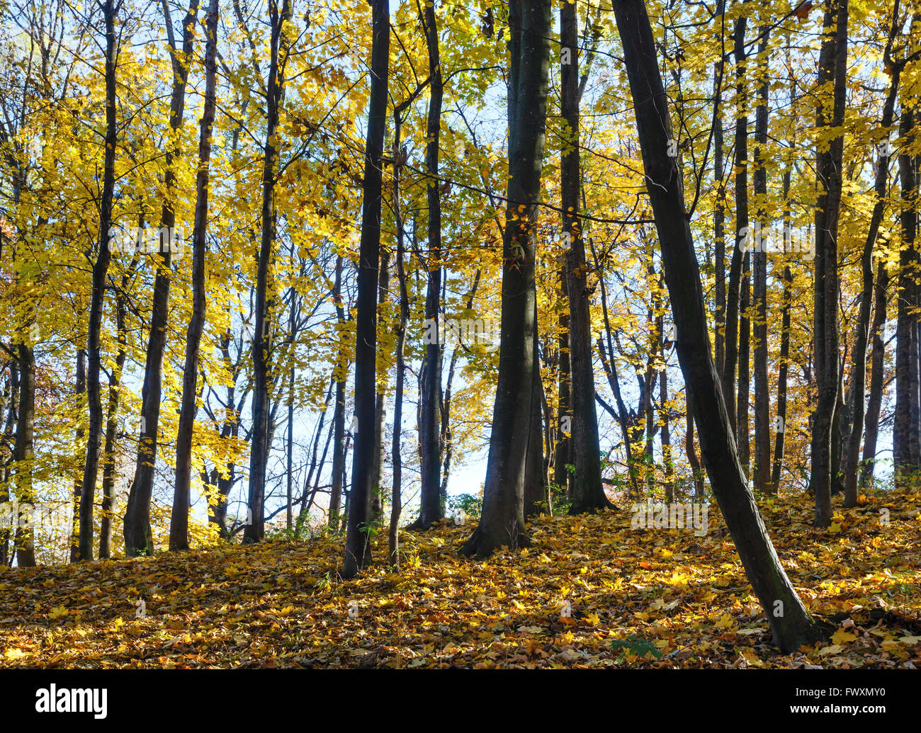 Autumn forest strewn with yellow leaves of maple trees. Stock Photo