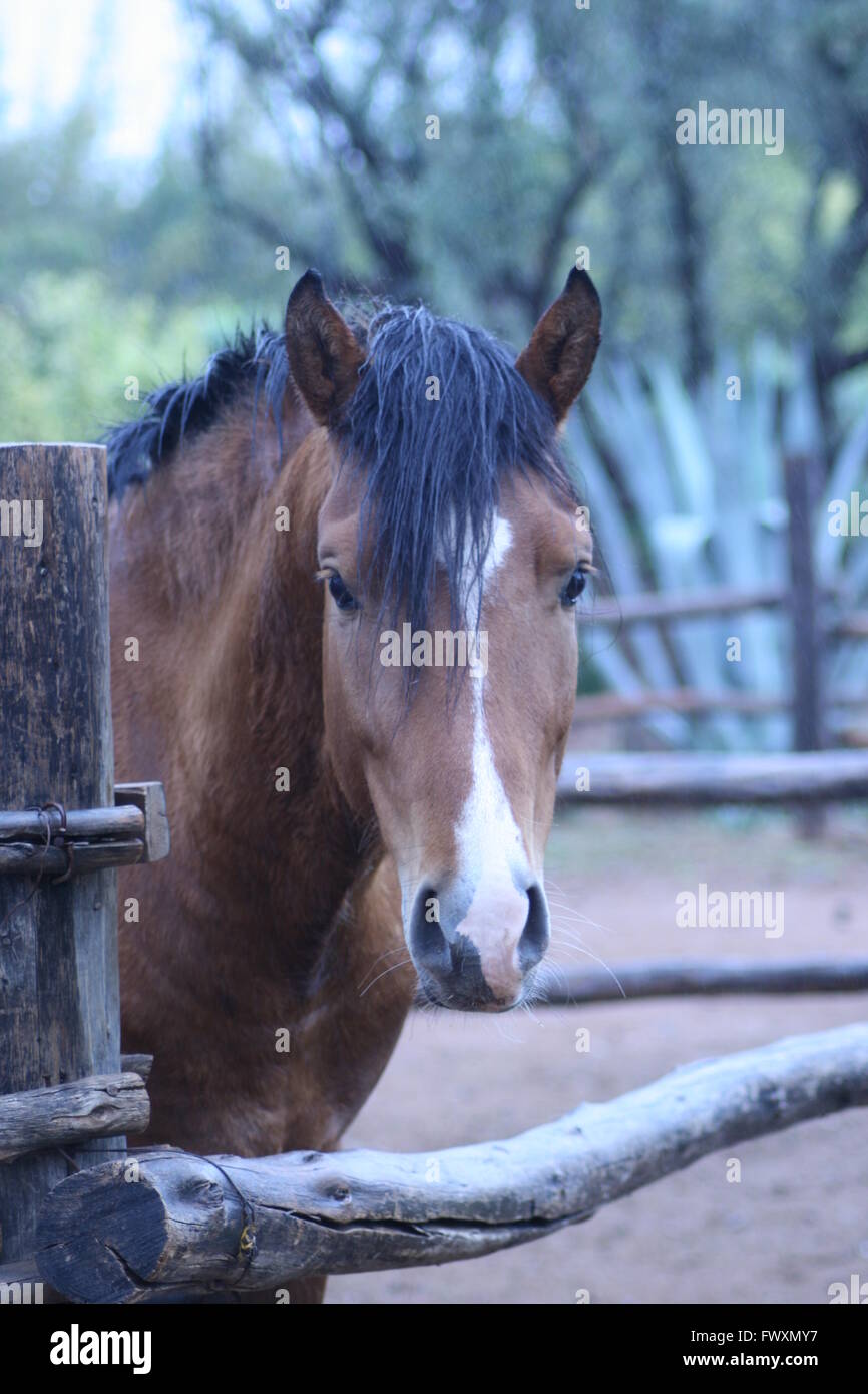 Portrait of a horse Stock Photo