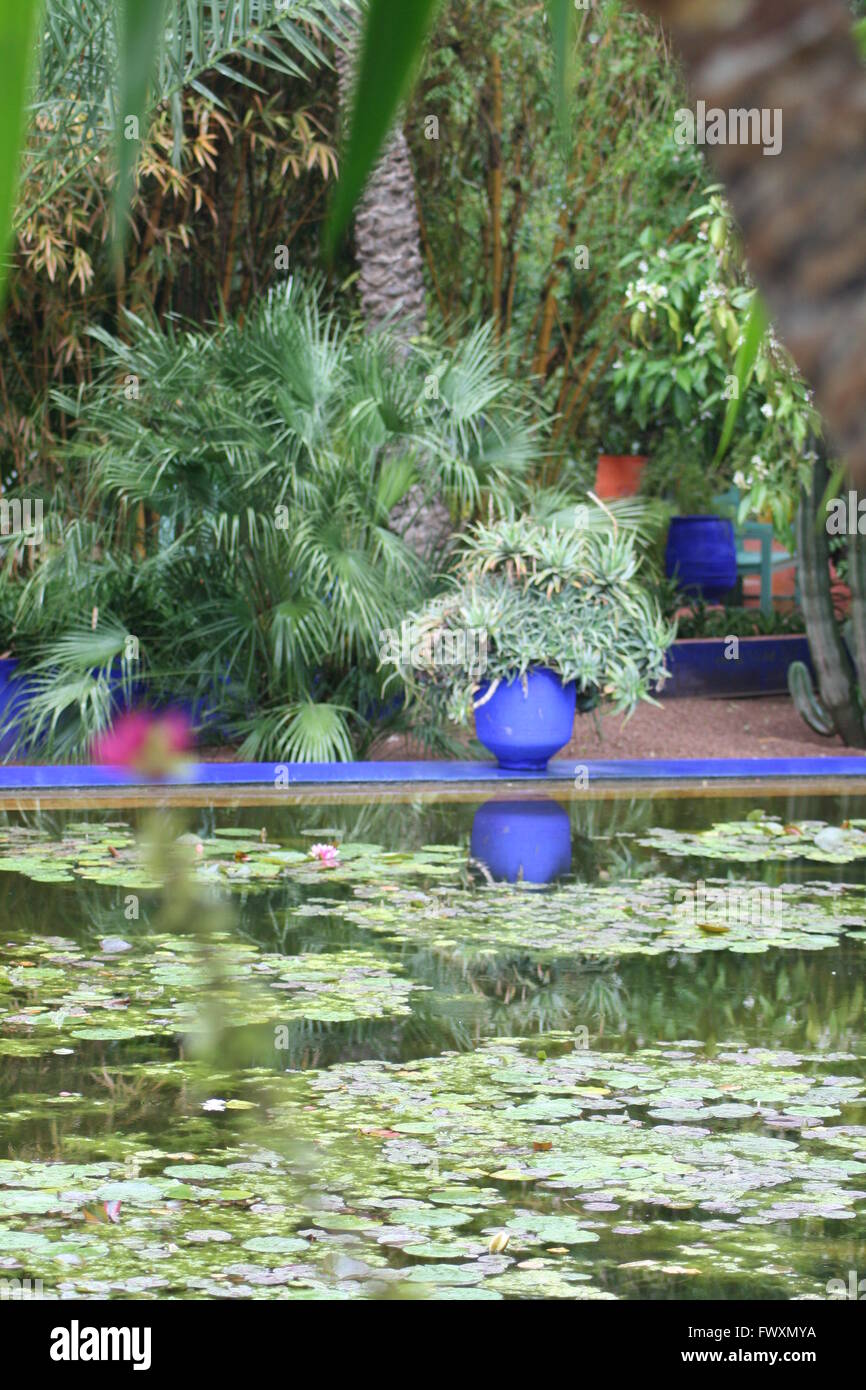 Reflections in a lily pond in a Morrocan garden Stock Photo