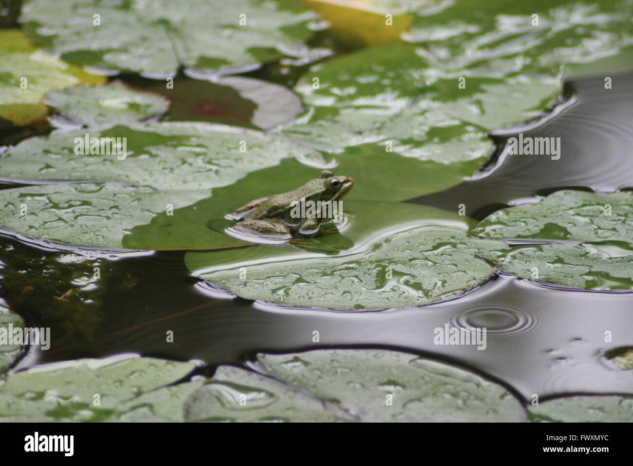 Little green frog on a green lily pad Stock Photo