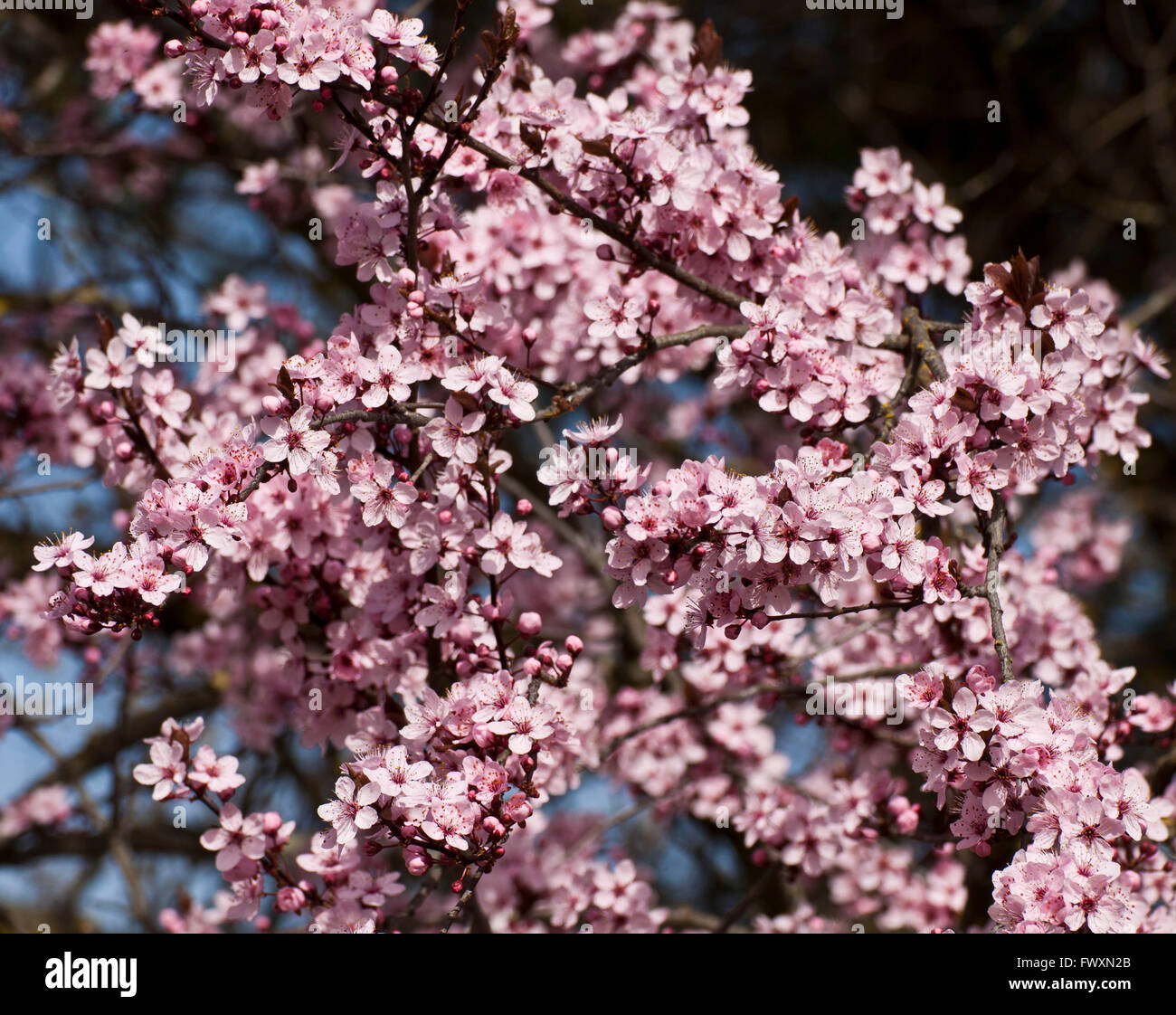 Springtime, cherry tree in full blossom Stock Photo