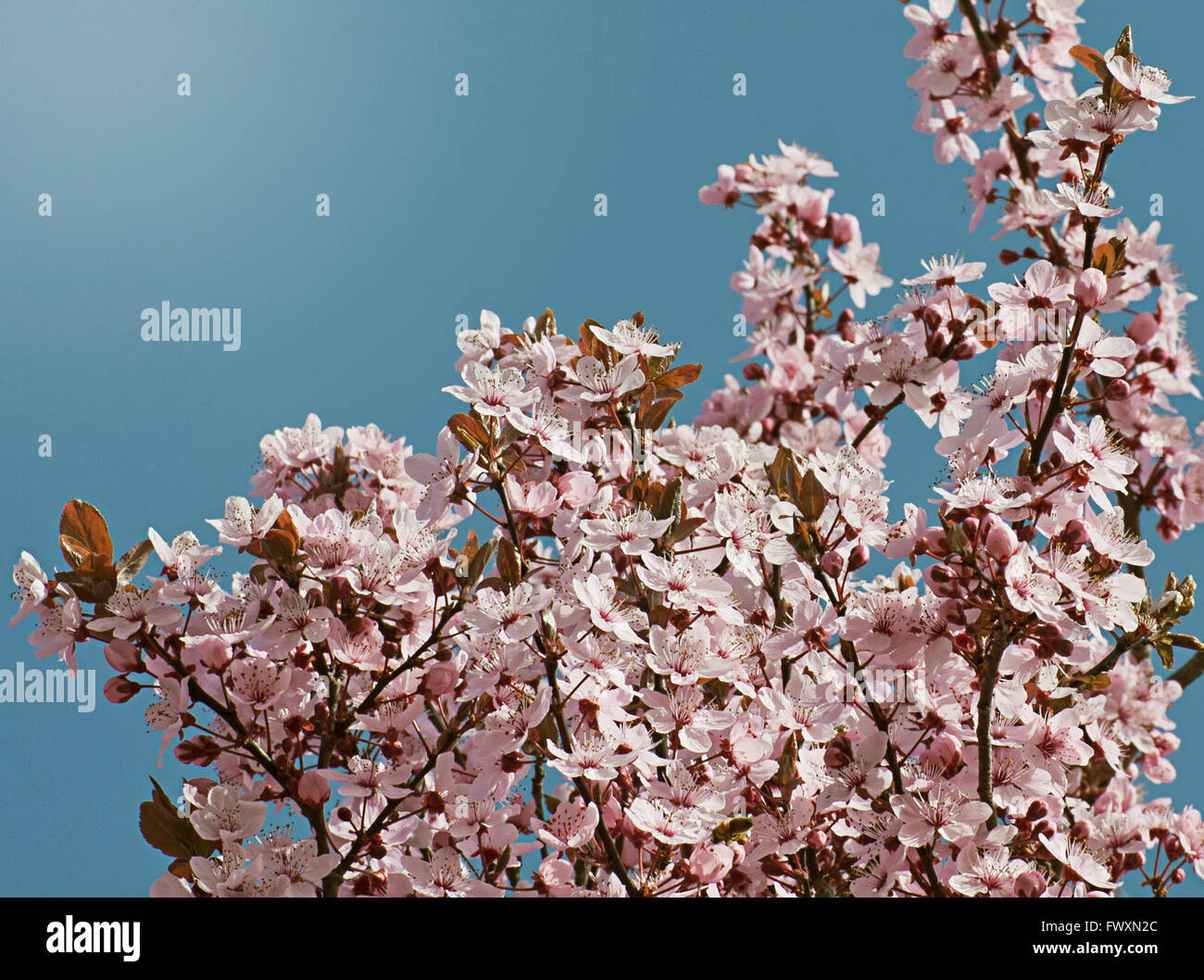 Springtime, cherry tree in full blossom against blue sky Stock Photo