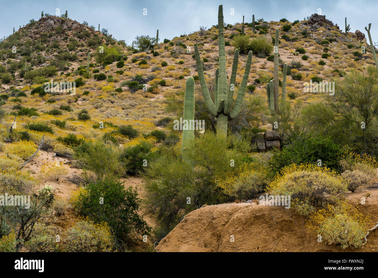 Hidden Treasures in the Arizona Desert Stock Photo Alamy