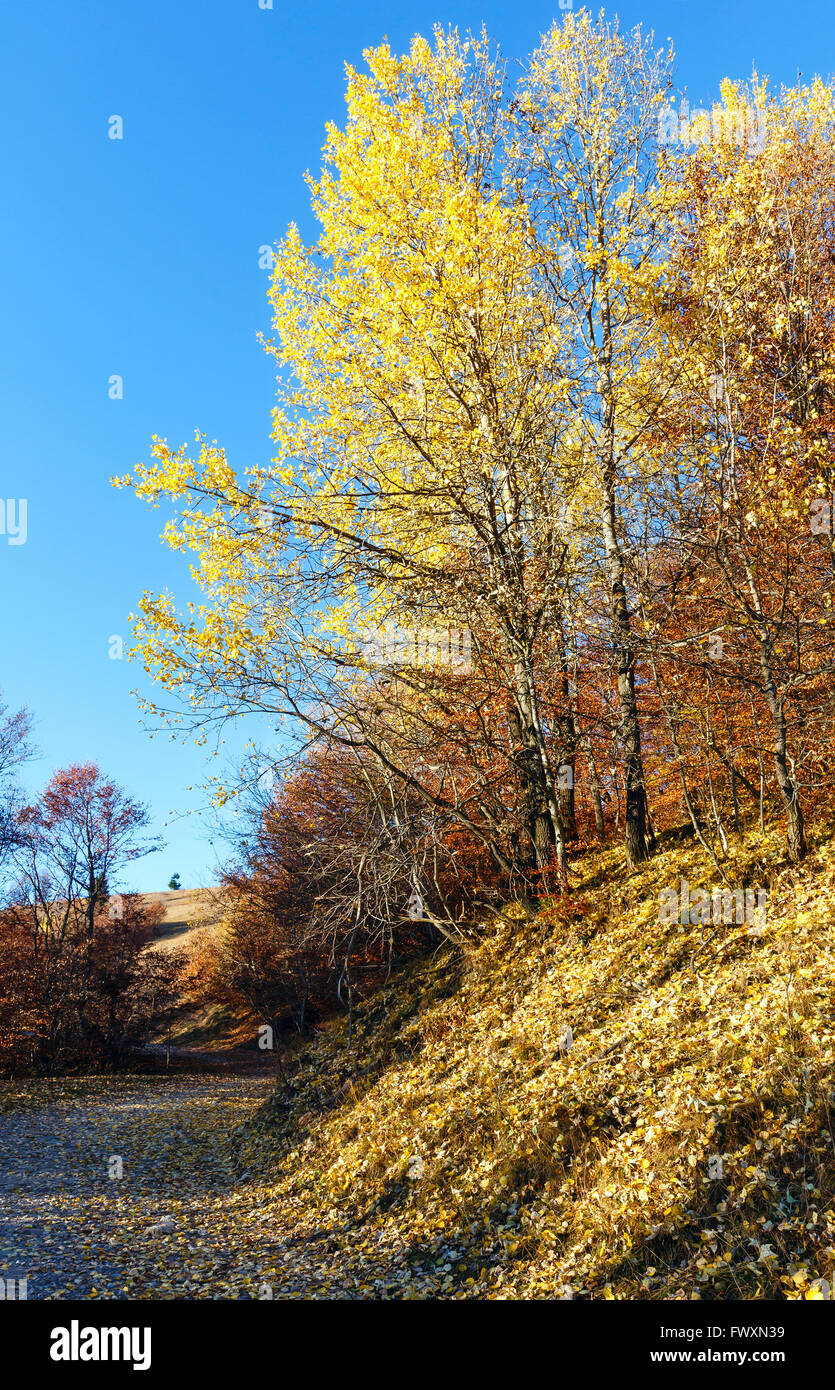 Rural road in autumn mountain and birch trees on slope. Stock Photo