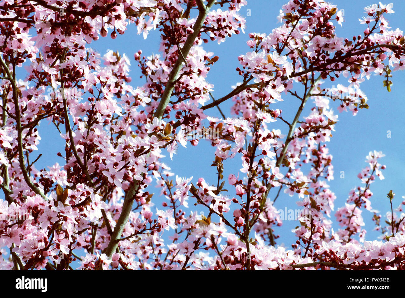 Illustration Painted Cherry Blossoms Against Blue Sky In Spring