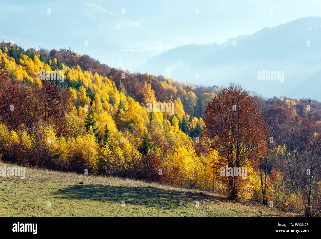 Autumn misty mountain view with yellow foliage of birch trees on slope. Stock Photo