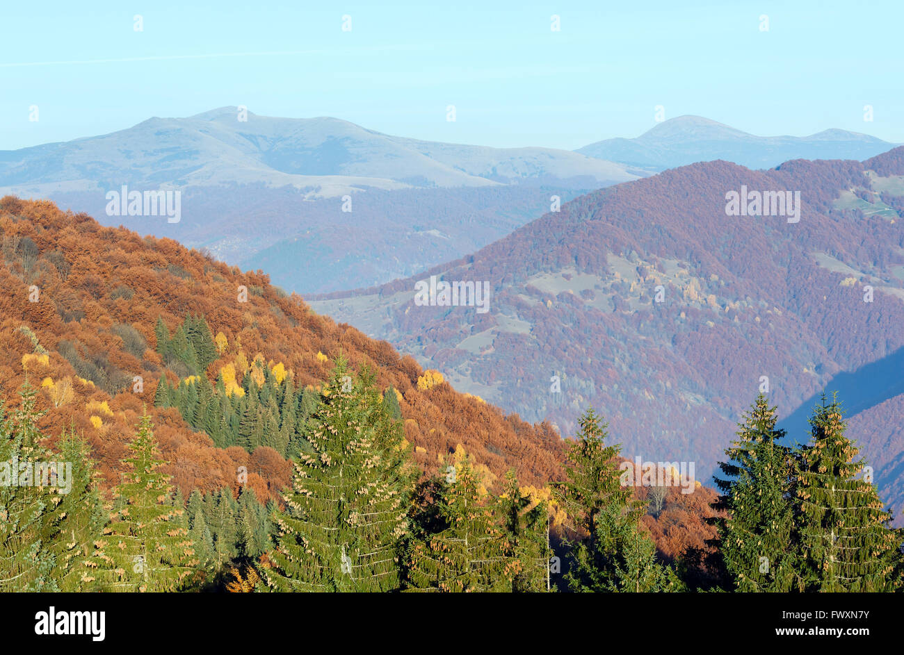 Autumn misty mountain landscape with colorful trees on slope and fir ...