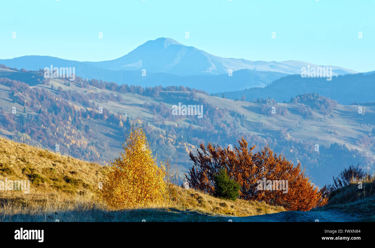 Autumn misty mountain landscape and yellow birch tree on slope in front. Stock Photo