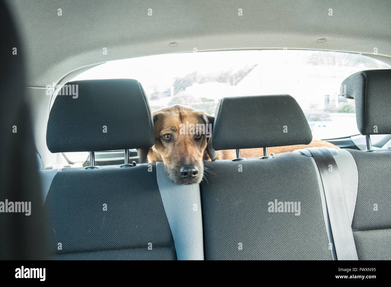 Dog in the back of a car looking out over back seats in town of Limoux,Aude,South of France,France,Europe. Stock Photo