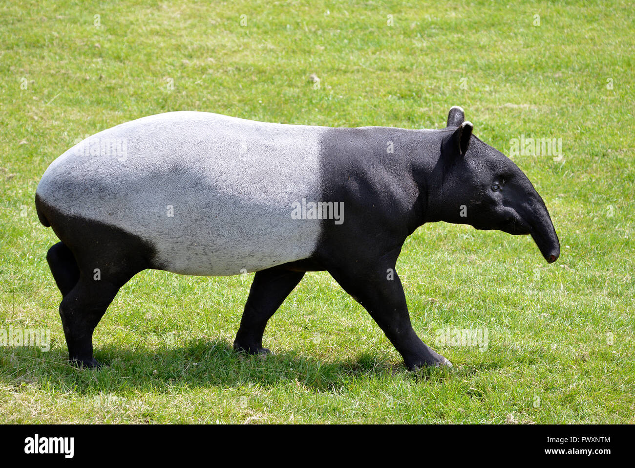 Malayan tapir (Tapirus indicus) walking on grass and viewed of profile Stock Photo