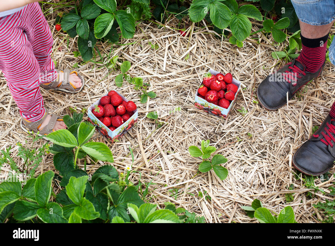 Strawberry generation High Resolution Stock Photography and Images Alamy
