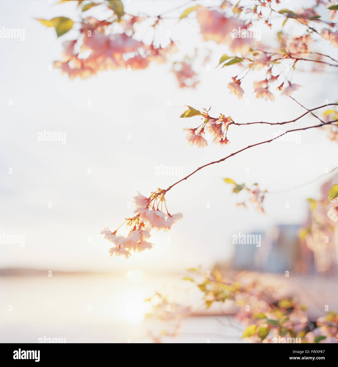 Sweden, Sodermanland, Nacka, Close-up of cherry blossom Stock Photo