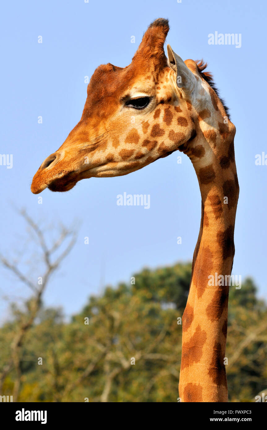 Portrait of giraffe (Giraffa camelopardalis) with tree on blue background Stock Photo
