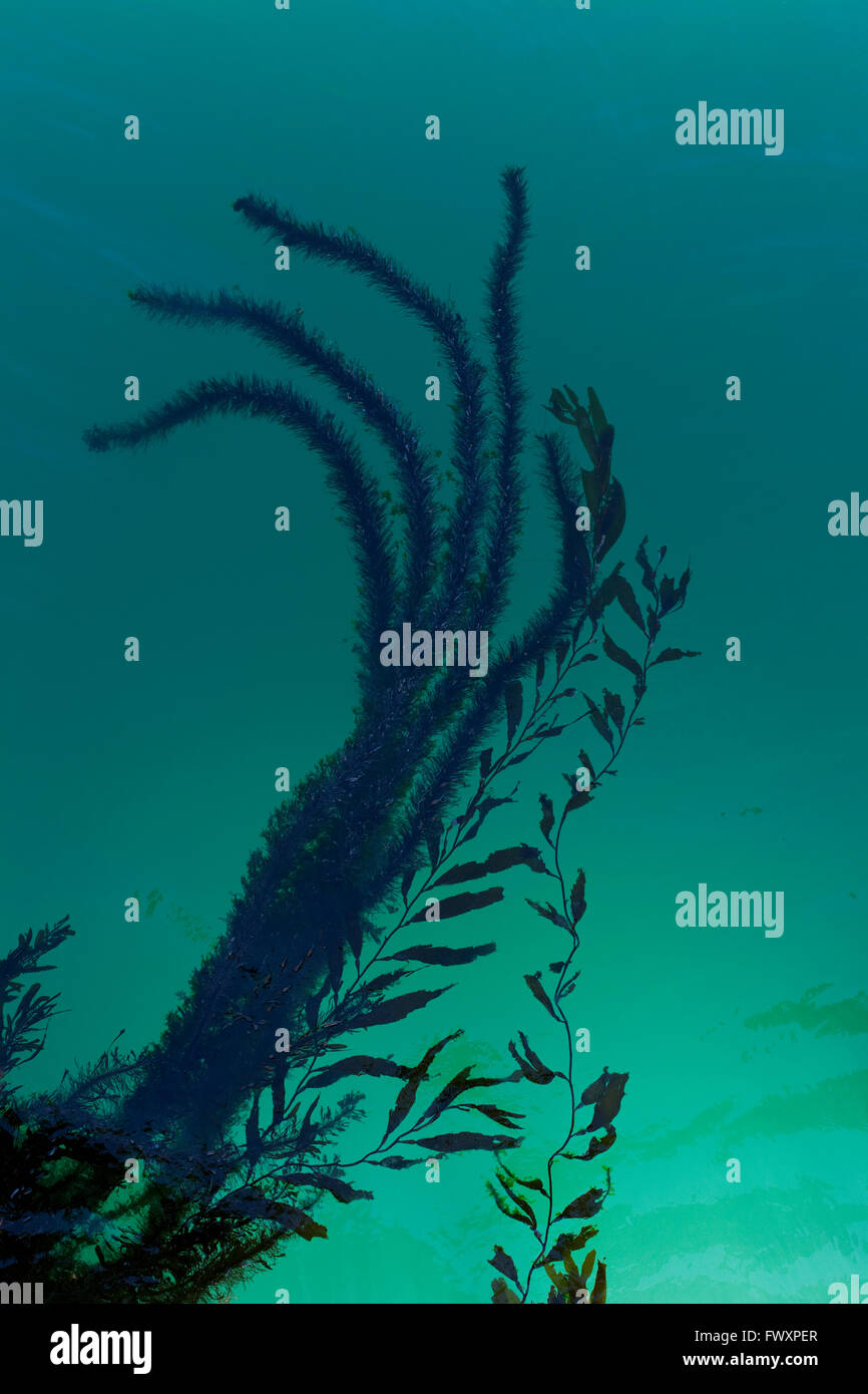 Algae pacific ocean hires stock photography and images Alamy