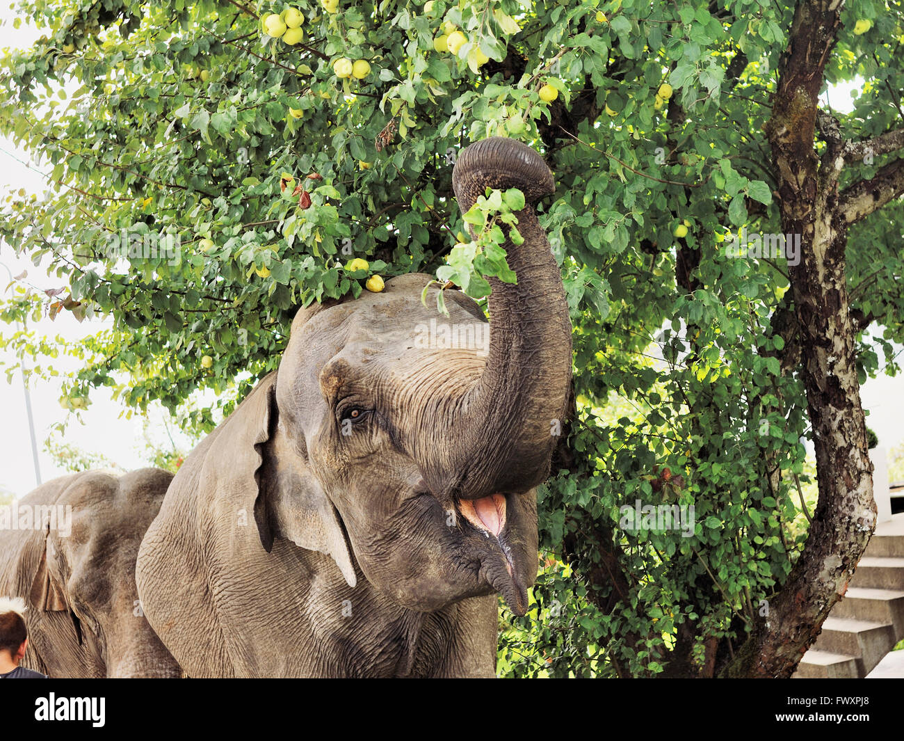 Elephant eating from tree hires stock photography and images Alamy