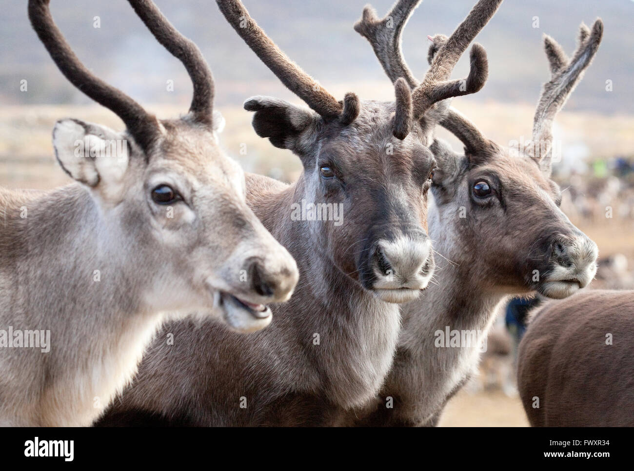 Sweden, Lapland, Levas, Portrait of three reindeer (Rangifer tarandus) Stock Photo