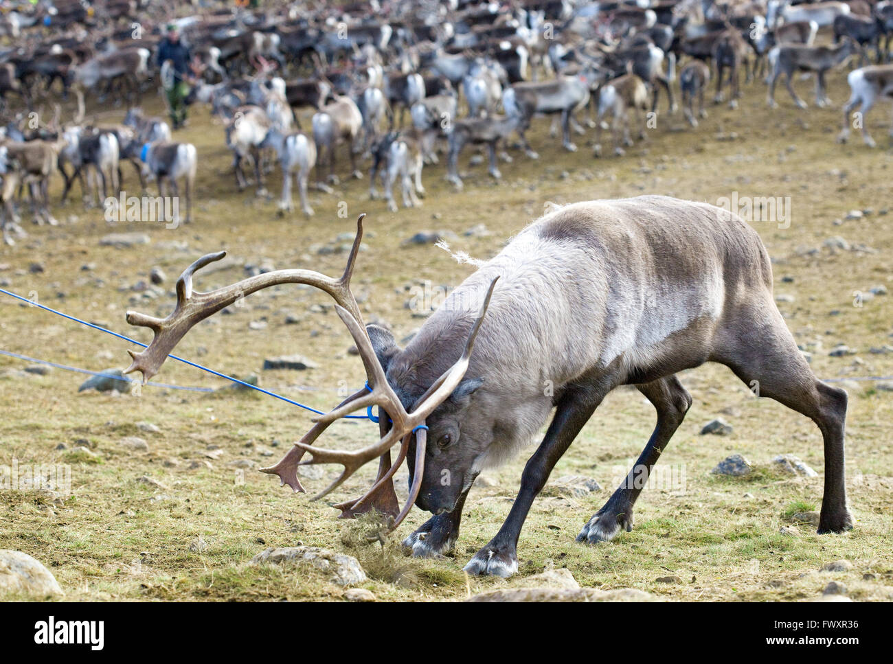 Sweden, Lapland, Levas, Roping reindeer (Rangifer tarandus) in wild Stock Photo