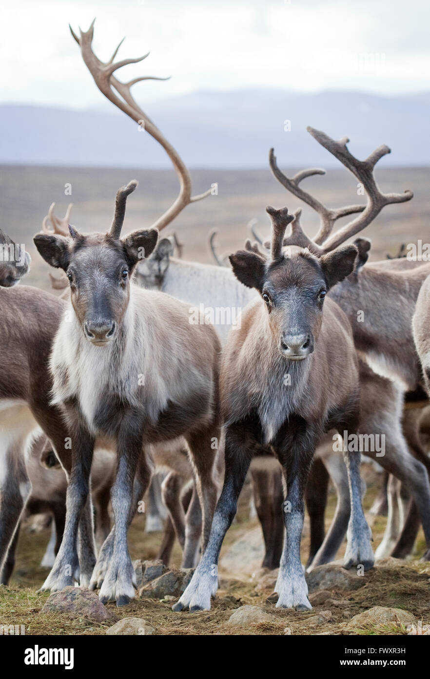 Sweden, Lapland, Levas, Herd of reindeer (Rangifer tarandus) in wild Stock Photo