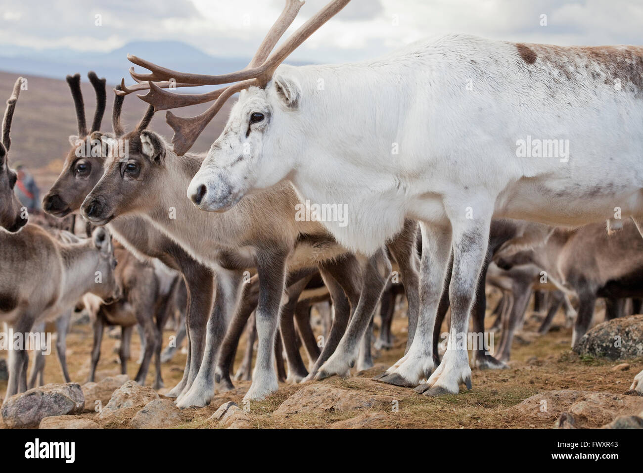 White reindeer hi-res stock photography and images - Alamy