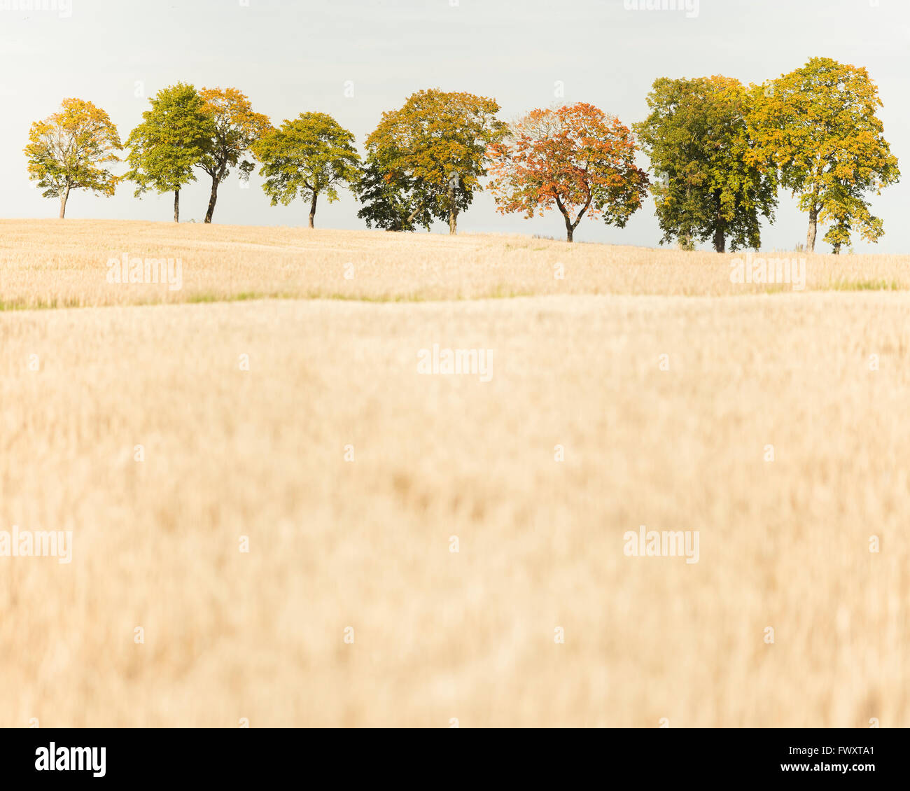 Sweden, Skane, Cereal plant and trees in background Stock Photo