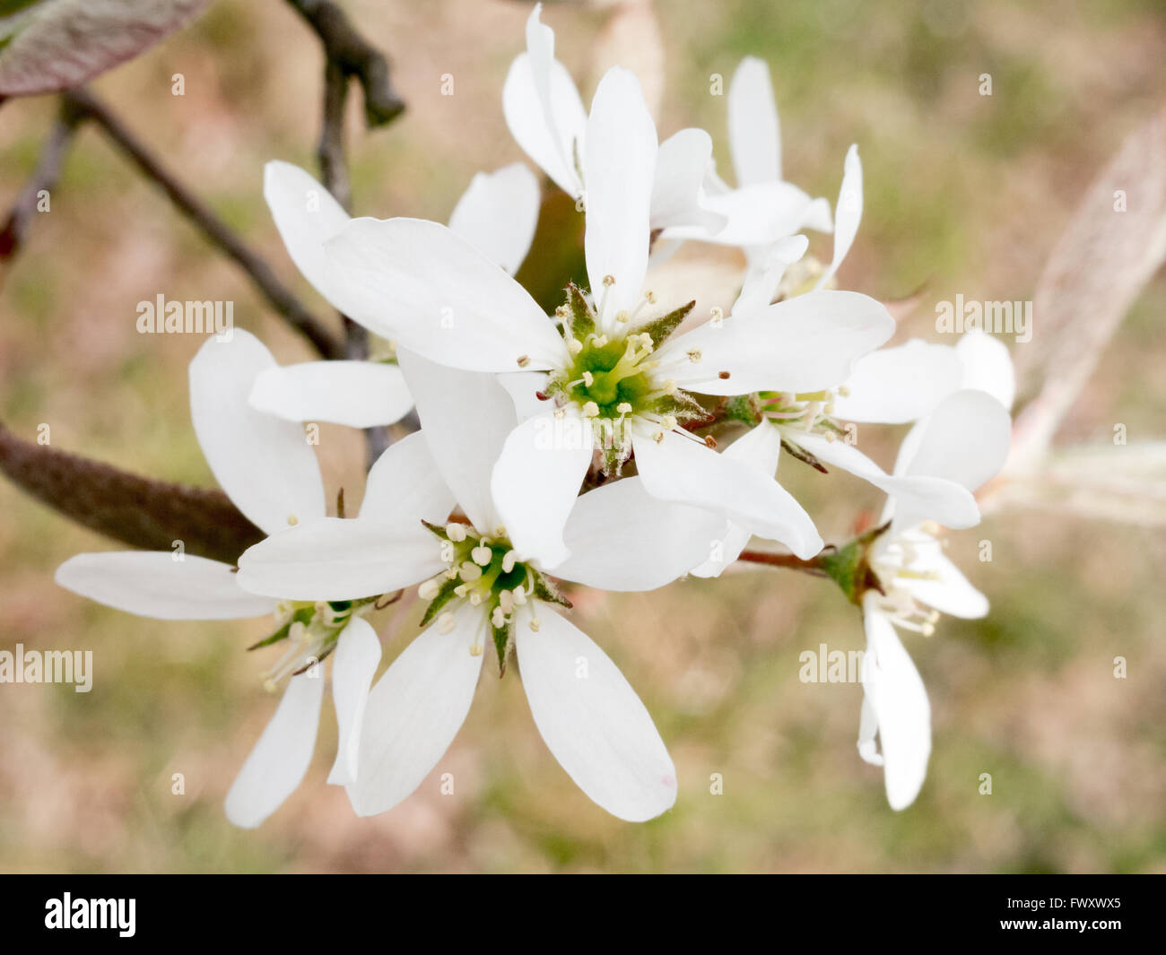 Close-up of white flowers of blossom Amelanchier lamarckii in spring, Netherlands Stock Photo