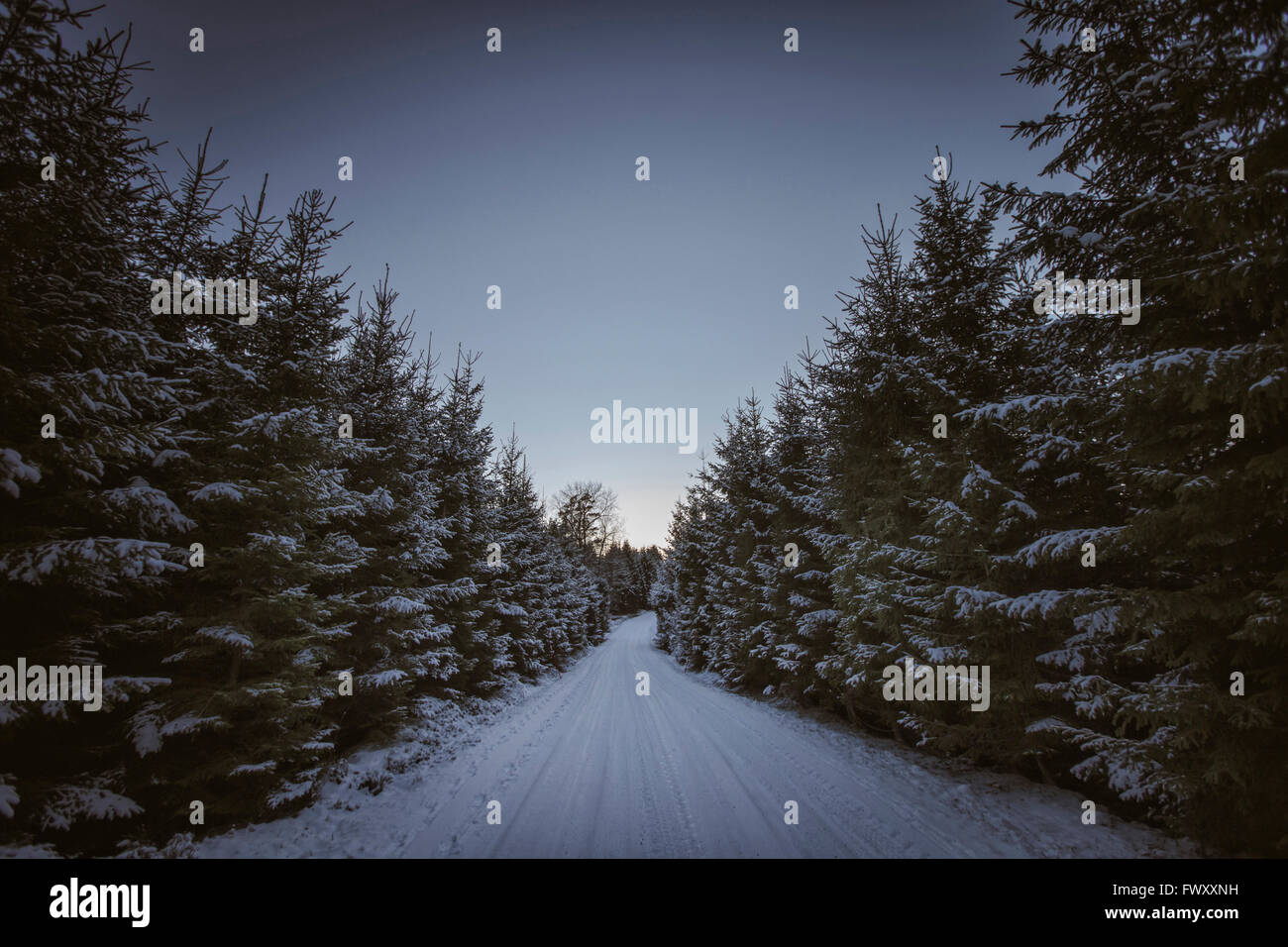 Sweden, Skane, Road among trees in winter Stock Photo