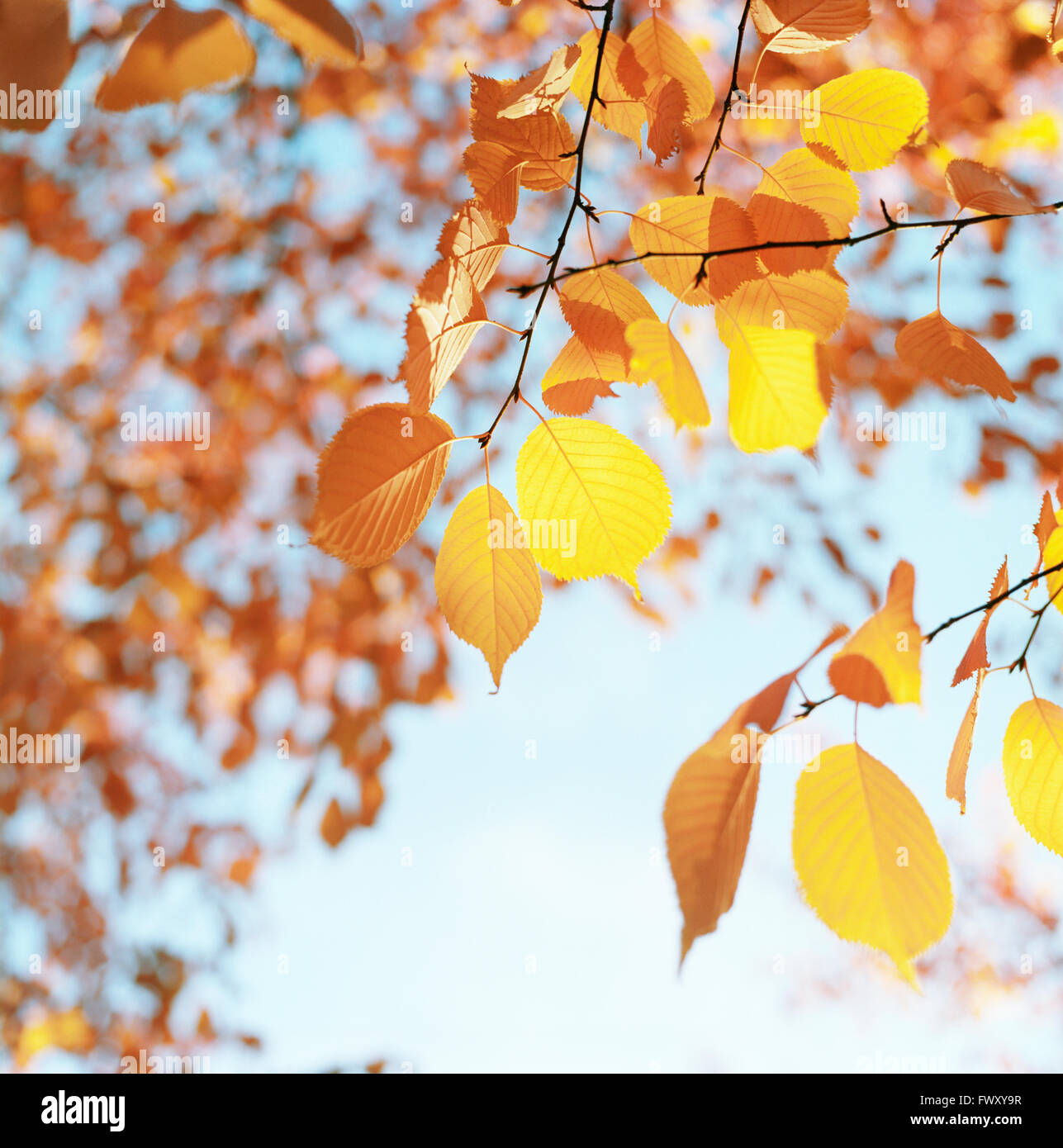 Finland, Helsinki, Roihuvuori, Cherry tree branches with autumn leaves Stock Photo