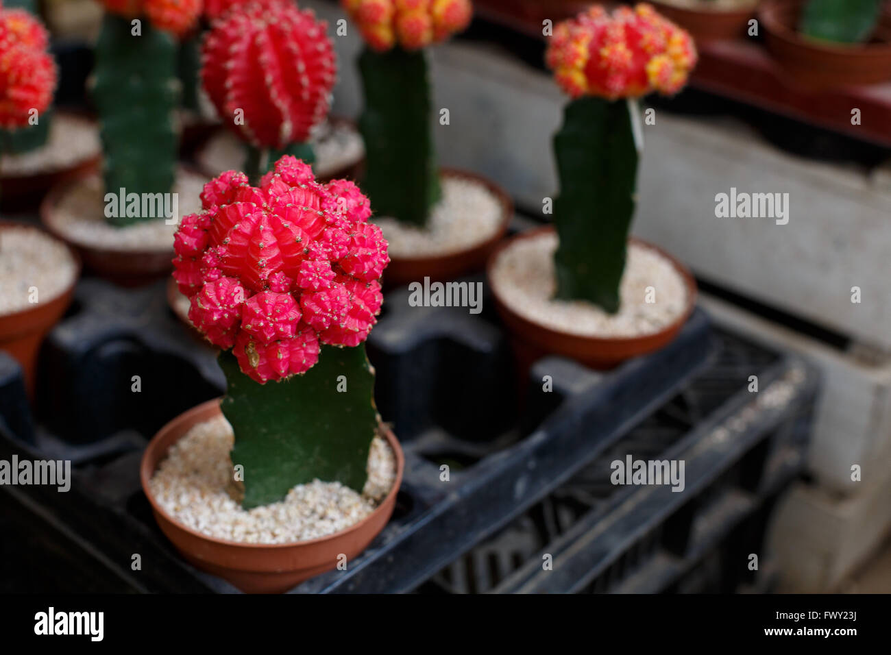 Cactus in pot.Gymnocalycium mihanovichii (red cactus),Anacampseros (cactus in front of red cactus),Mammillaria elongata (cactus beside red cactus) and Torch Thiste (cactus right in the picture) Stock Photo
