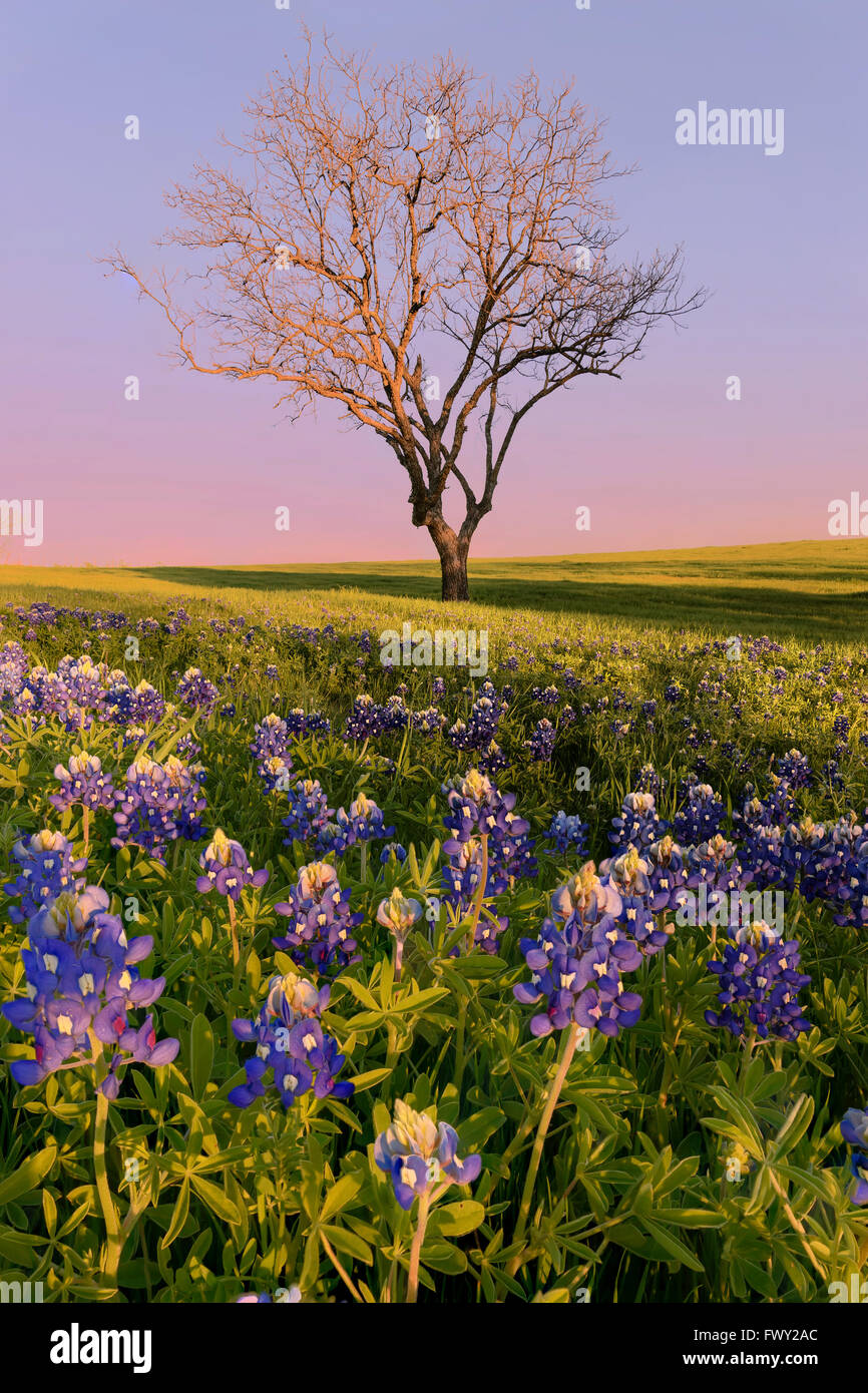 Wild flower Bluebonnet in Ennis City, Texas, USA, at sunset, dusk Stock Photo