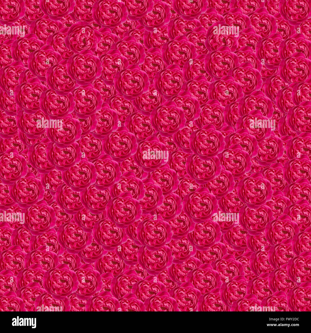 Damask rose background Stock Photo Alamy