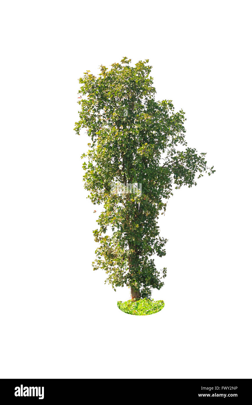 isolated deciduous tree on a white background Stock Photo - Alamy