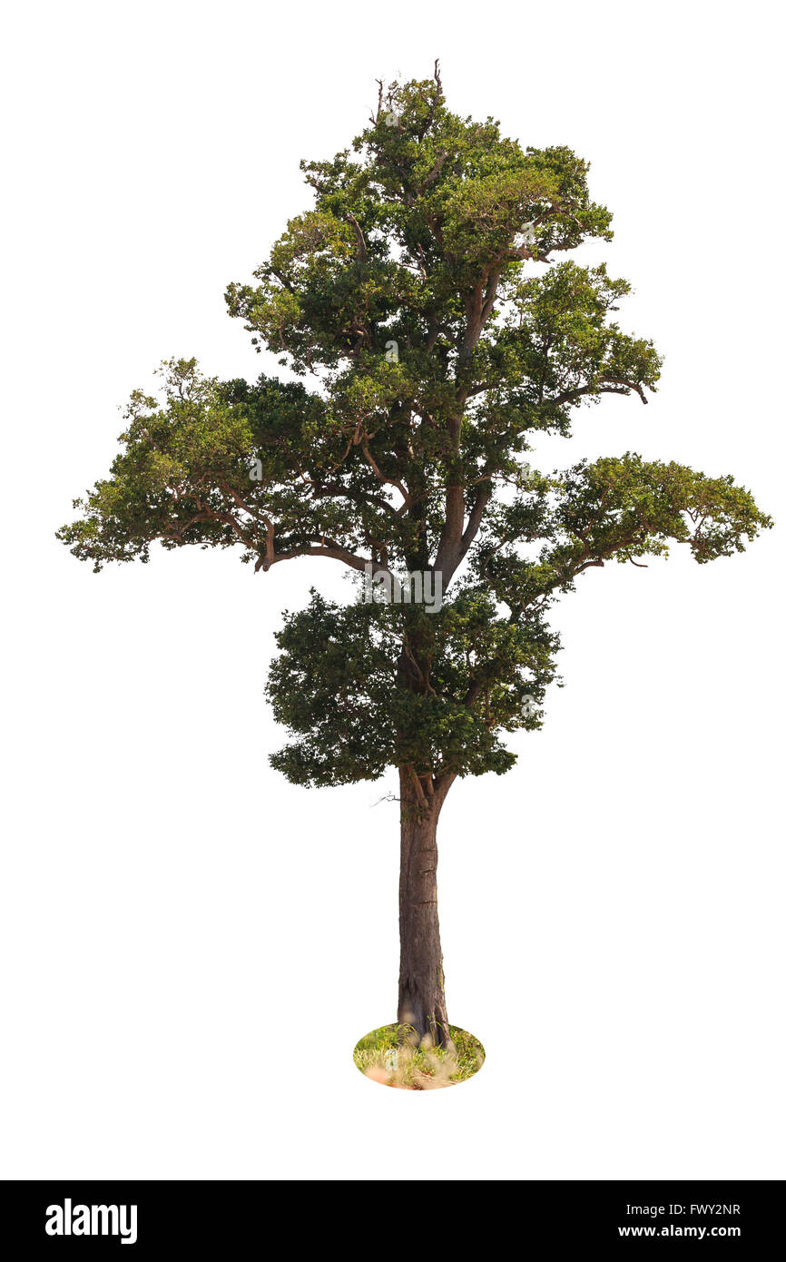 isolated deciduous tree on a white background Stock Photo - Alamy