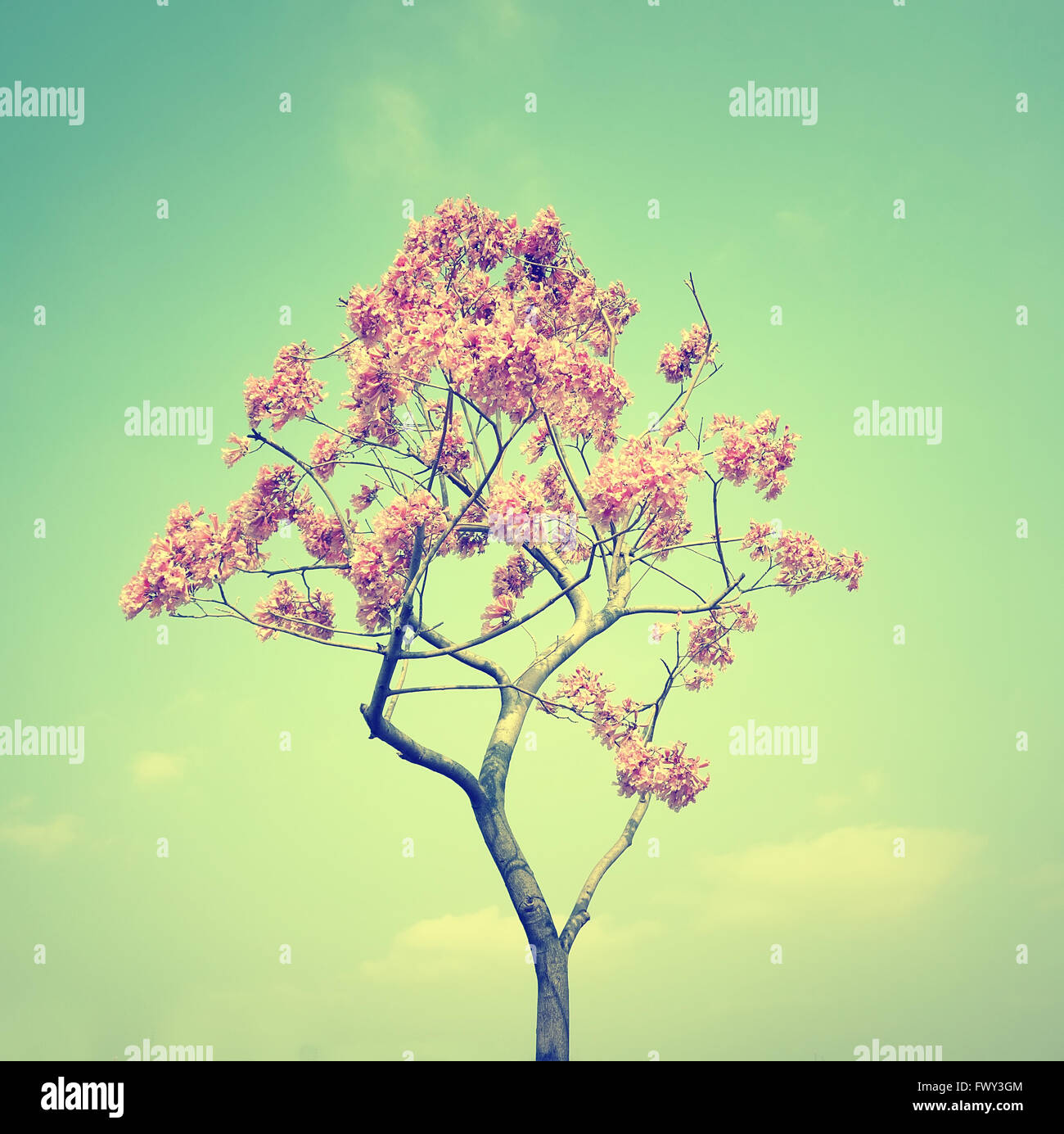 Tabebuia chrysotricha pink flowers blossom in spring Stock Photo